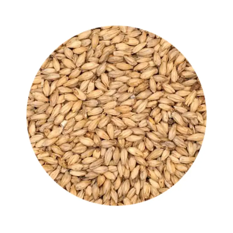 Canada Malting Co. 6-Row Brewers Malt – High-Diastatic Power Base Grain 1