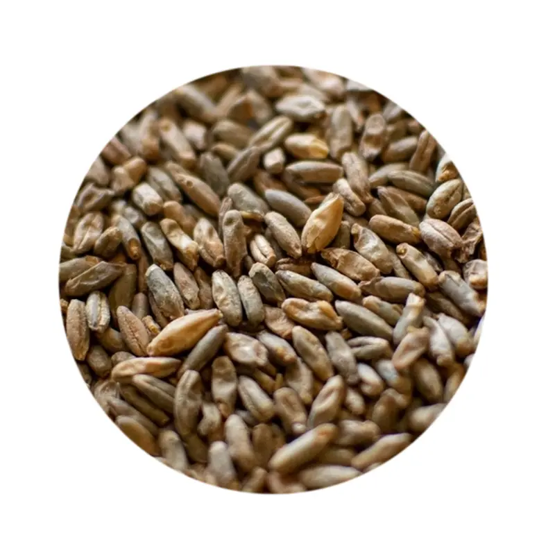 Canada Malting Co. Rye Malt – Specialty Brewing Grain 1