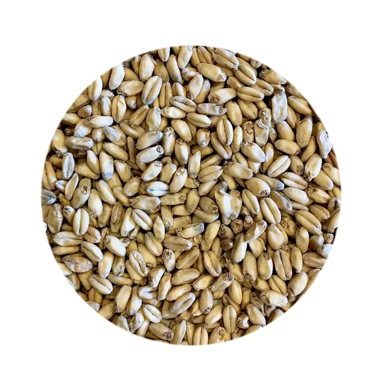 White Wheat Malt By Canada Malting Co. – Unmalted, Brewers-Grade Grain 1